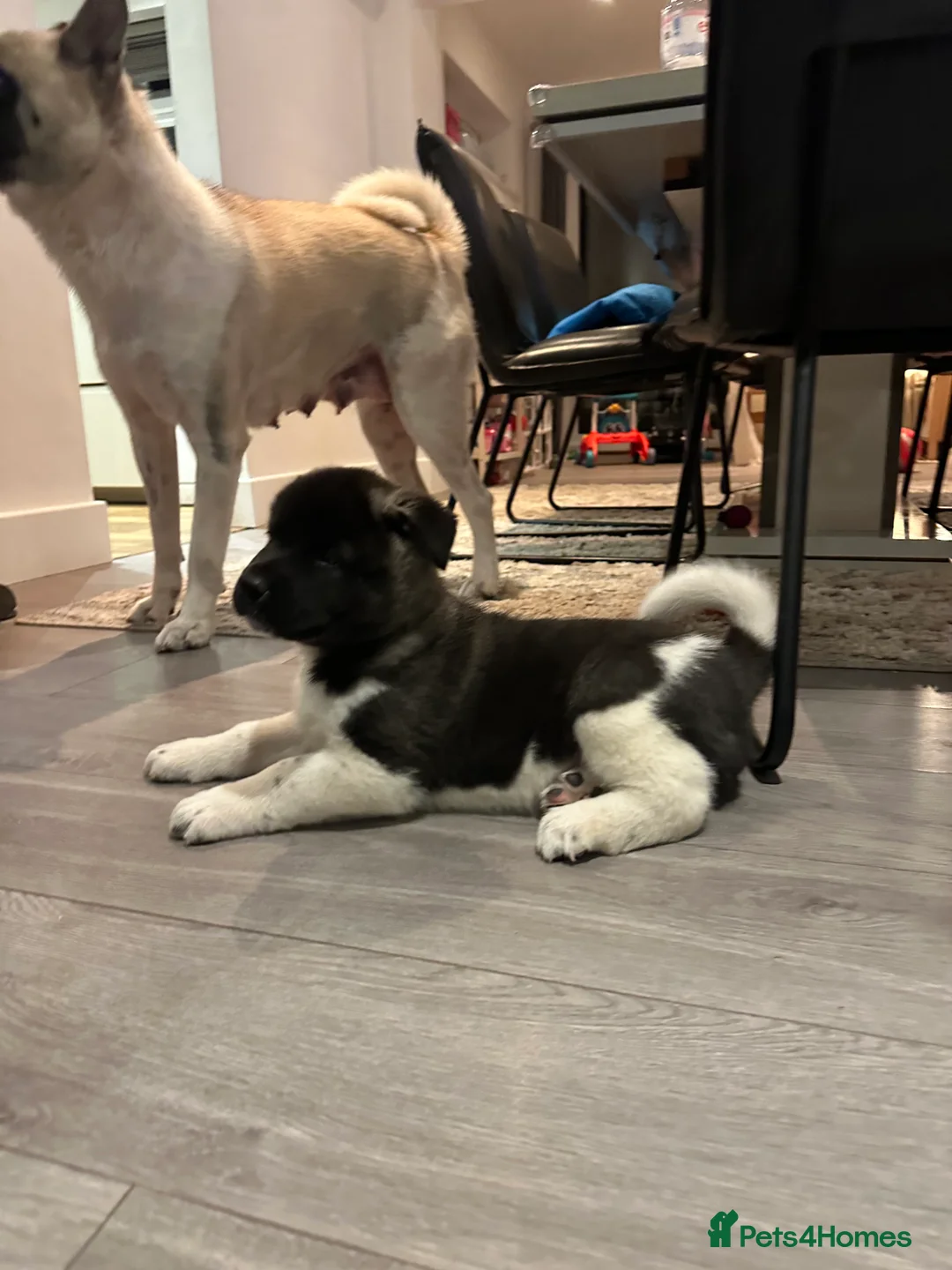 Akita dogs for sale: Huge Beautiful Softie Bear Head American Akita in Loughborough - Advert 2