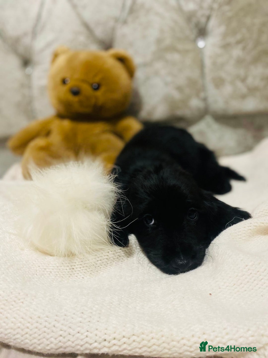 Cocker Spaniel dogs for sale: 3 boys 1 girl Ready to leave show cocker puppies  - Image 6