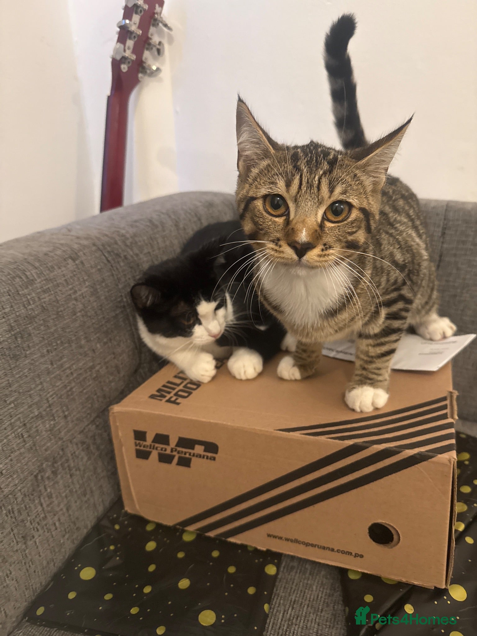 Mixed Breed cats Manny and Donny - Advert 4