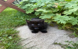 Maine Coon cats for sale: Mixed mainecoons kittens  - Image 7