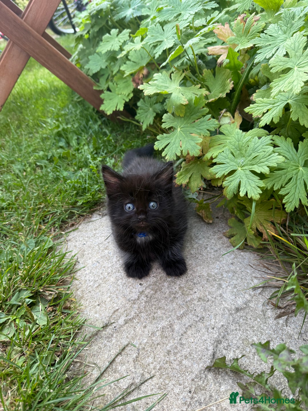 Maine Coon cats for sale: Mixed mainecoons kittens  - Image 7