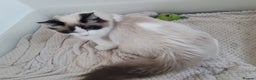 Ragdoll cats for stud: GCCF Active seal bicolour stud / 3 visits in Farnborough - Advert 2
