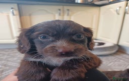 Cocker Spaniel dogs for sale: Working cocker spaniel  - Image 4