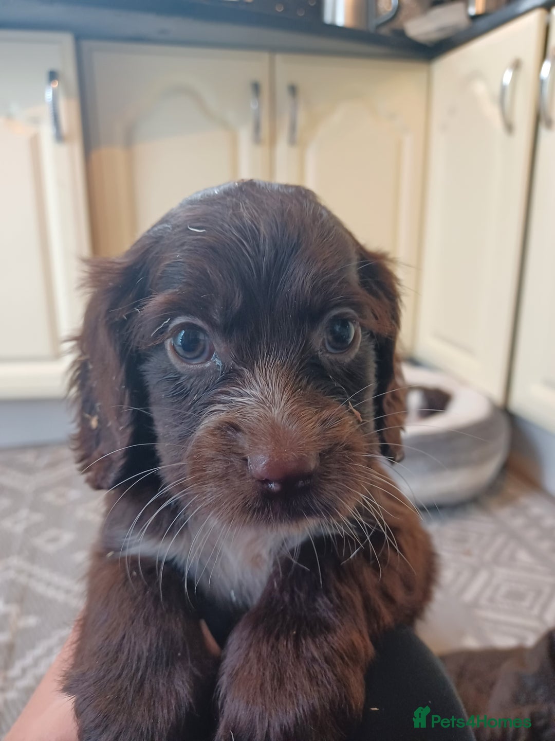 Cocker Spaniel dogs for sale: Working cocker spaniel  - Image 4