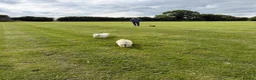 Goldendoodle dogs for sale: Fabulous Australian Doubledoodle Puppies  - Advert 8