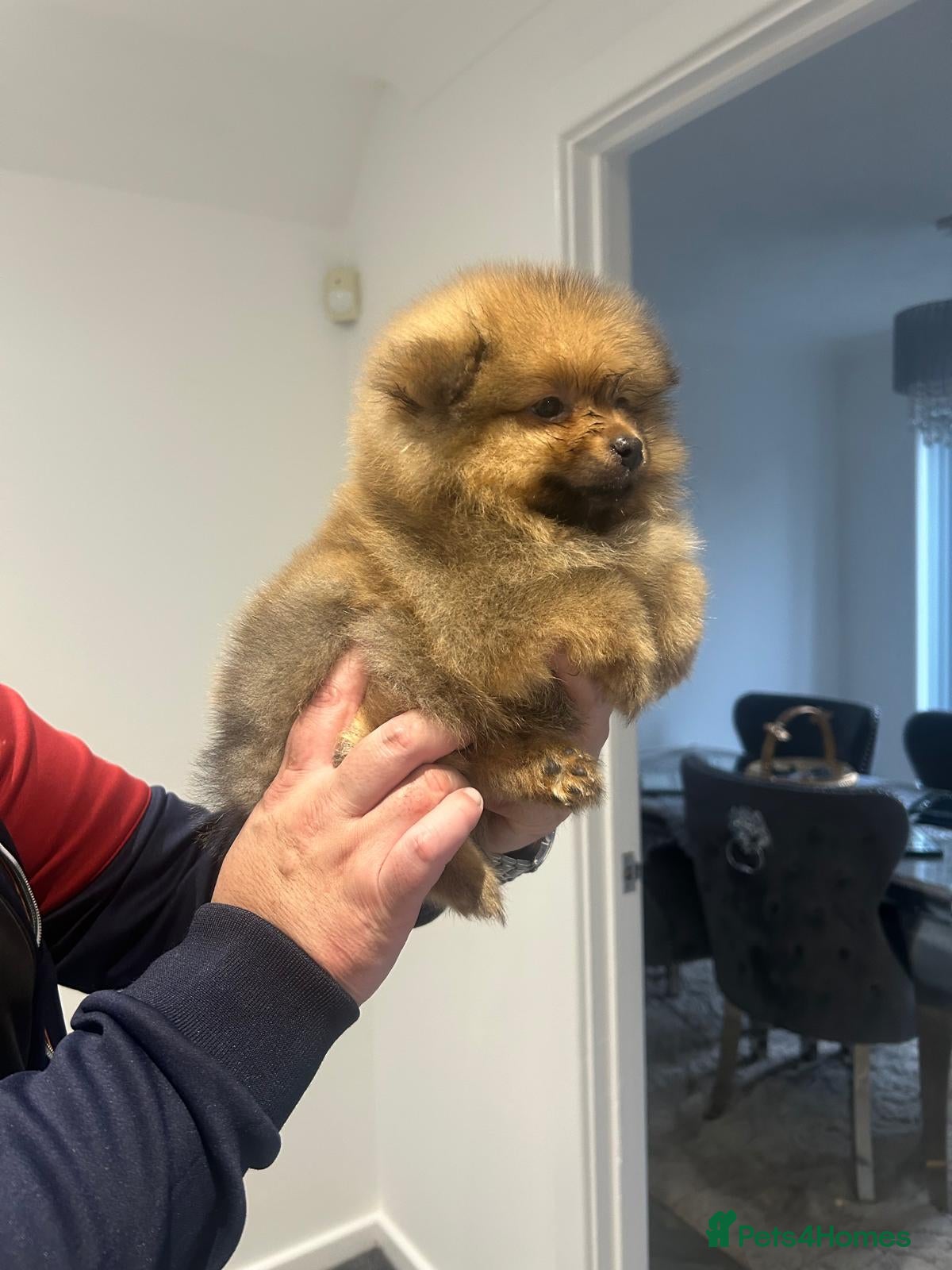 Pomeranian dogs 4 pomeranin girls and 2 pomeranian boys  - Advert 12