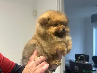 Pomeranian dogs 4 pomeranin girls and 2 pomeranian boys - Advert 5