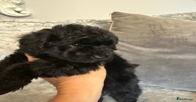 Toy Poodle dogs - Advert 1