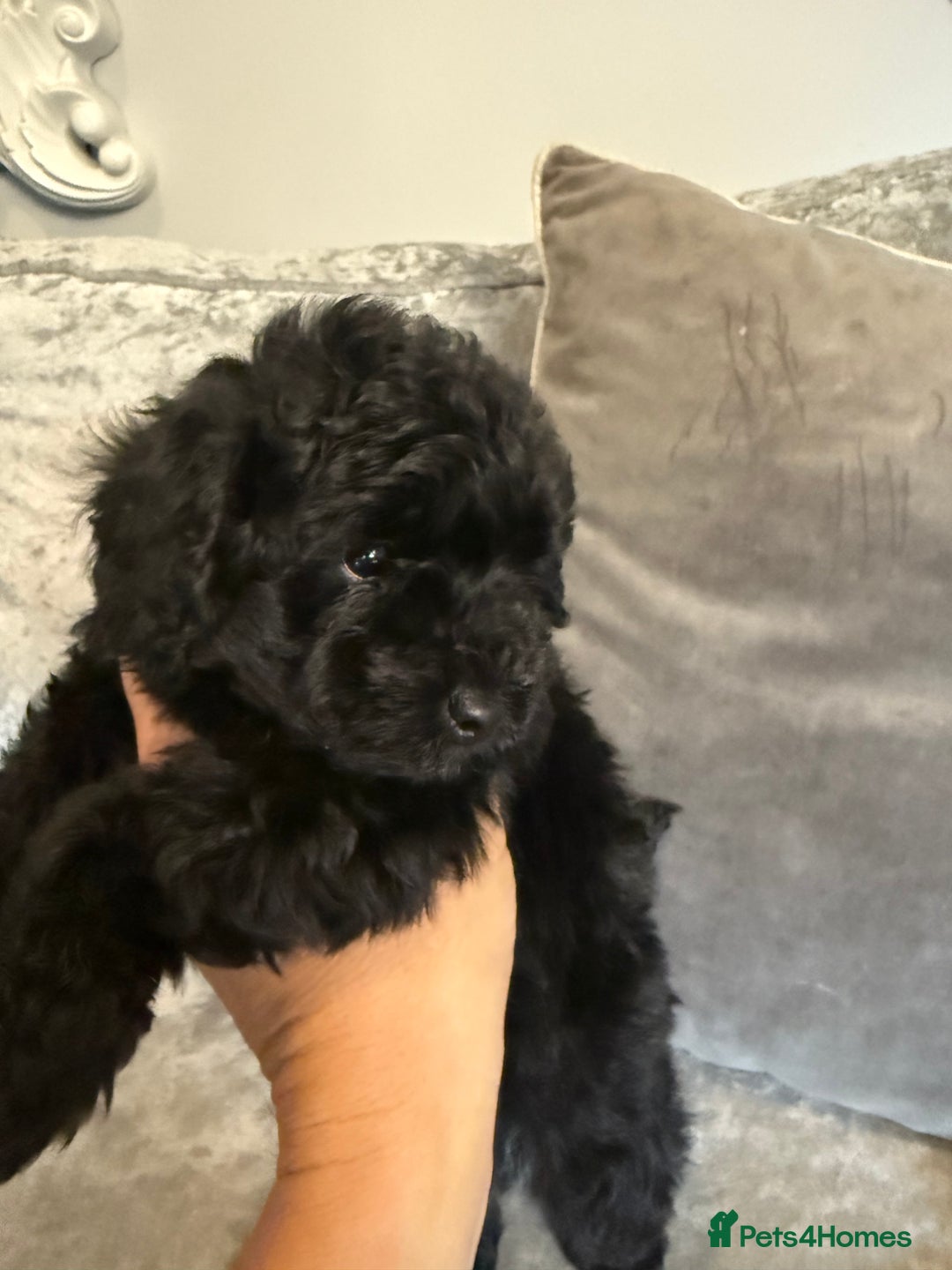 Toy Poodle dogs for sale: Kc reg Toy poodles - Image 3