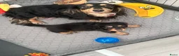 Miniature Dachshund dogs for sale: Stunning long haired miniature dachshund  - Advert 5