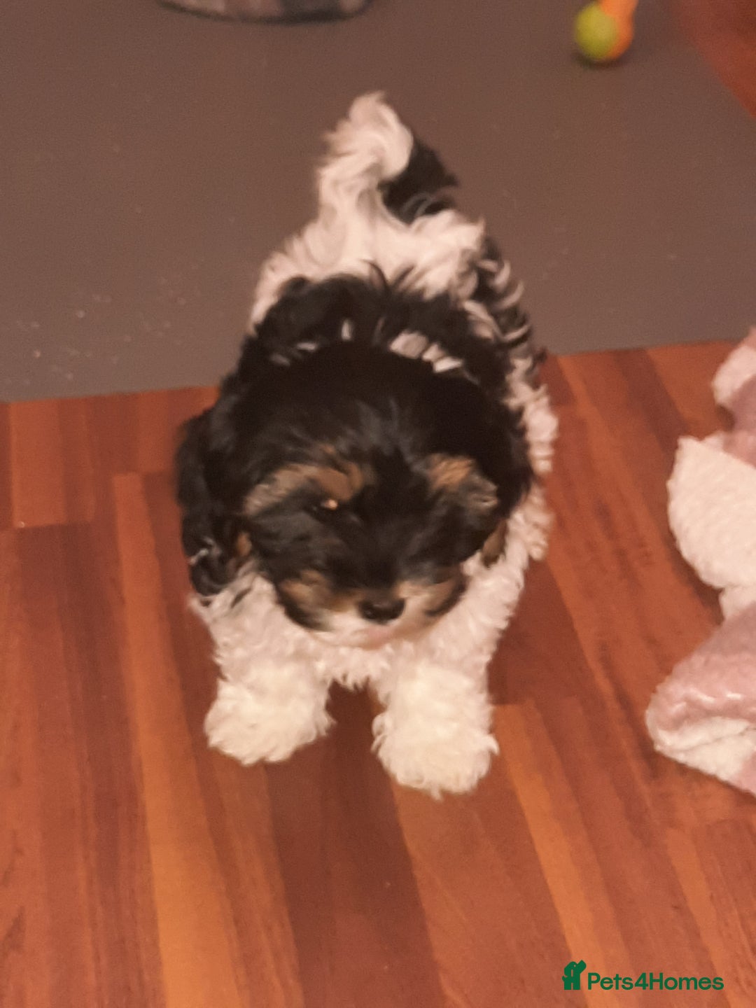 Lhasa Apso dogs for sale: 💜 REDUCED 💜 5* Kyi-Leos (Lhasa Apso/Maltese)   - Image 2