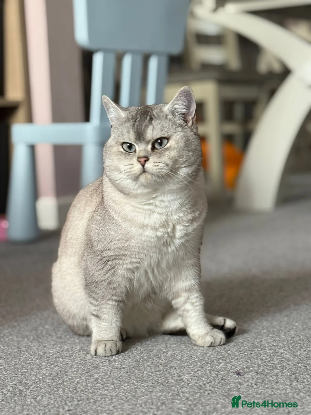 British Shorthair cats for stud: Snow  - Advert 1