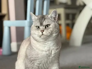 British Shorthair cats Snow - Advert 3