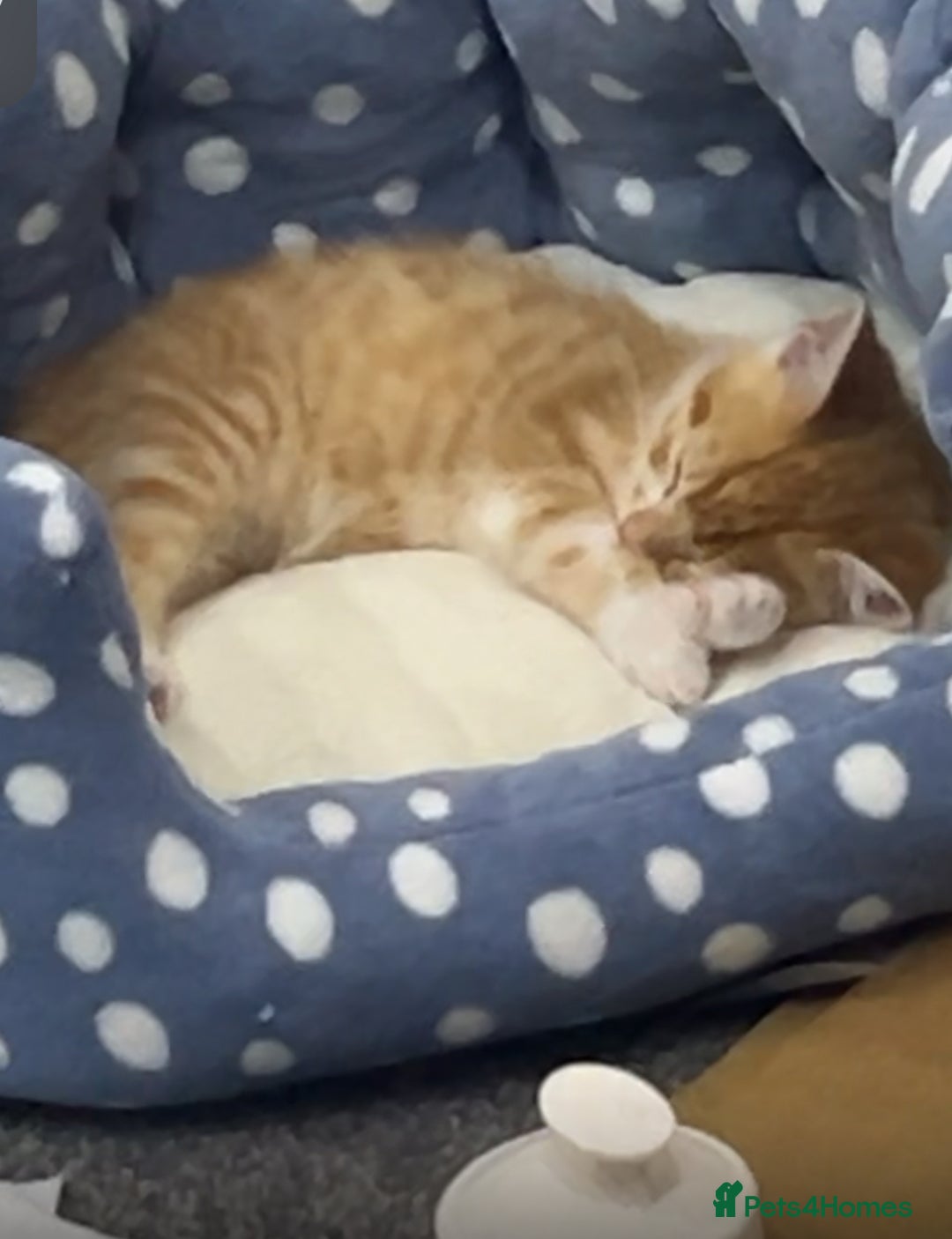 Mixed Breed cats for sale: Playful 9-Week-Old Ginger Boy Fendi Seeking Home - Advert 1