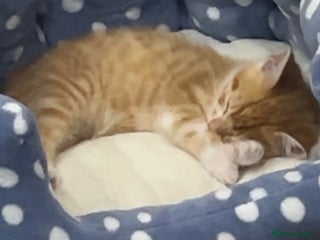 Mixed Breed cats Playful 9-Week-Old Ginger Boy Fendi Seeking Home - Advert 1