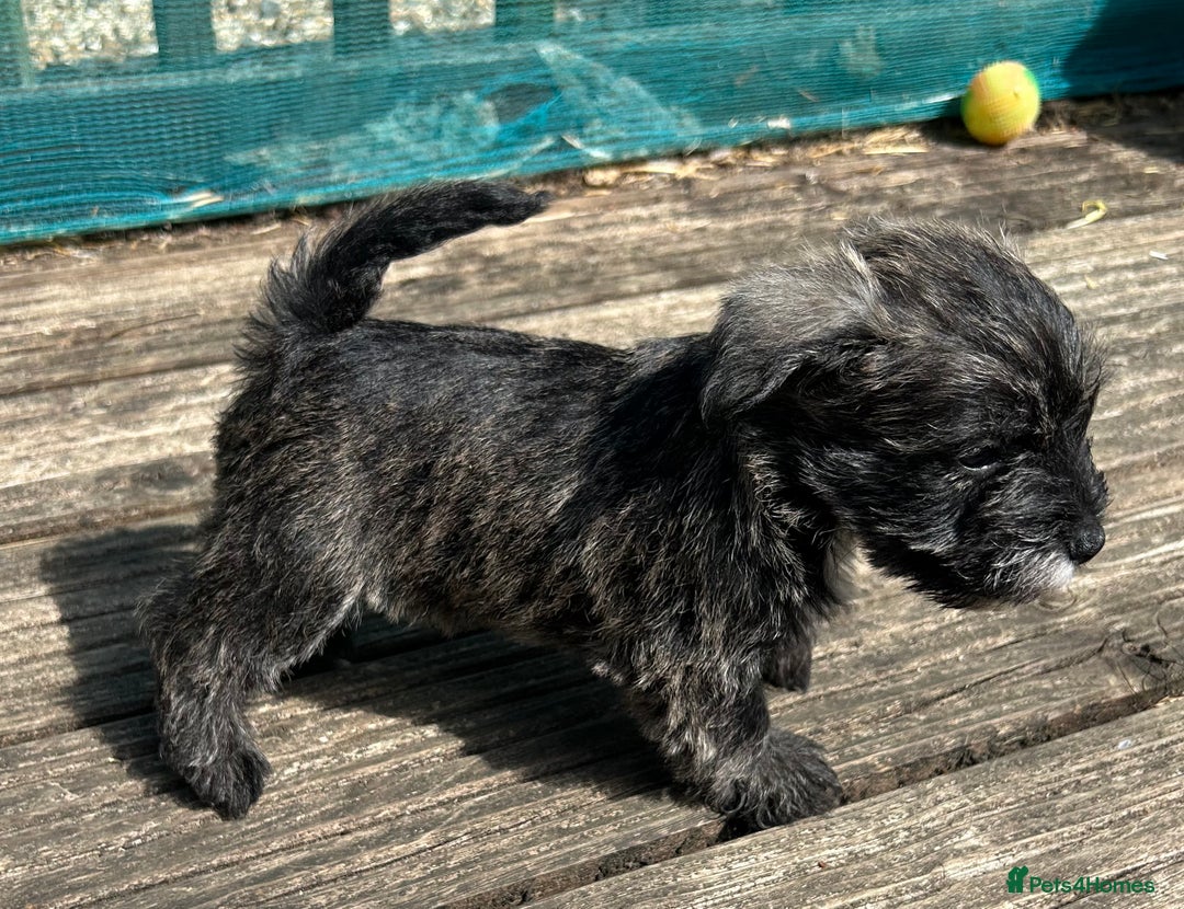 Mixed Breed dogs for sale: Stunning Wowzer pups  - Image 6