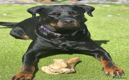 Rottweiler dogs for sale: Beautiful Purebred Rottweiler Puppy - Image 12