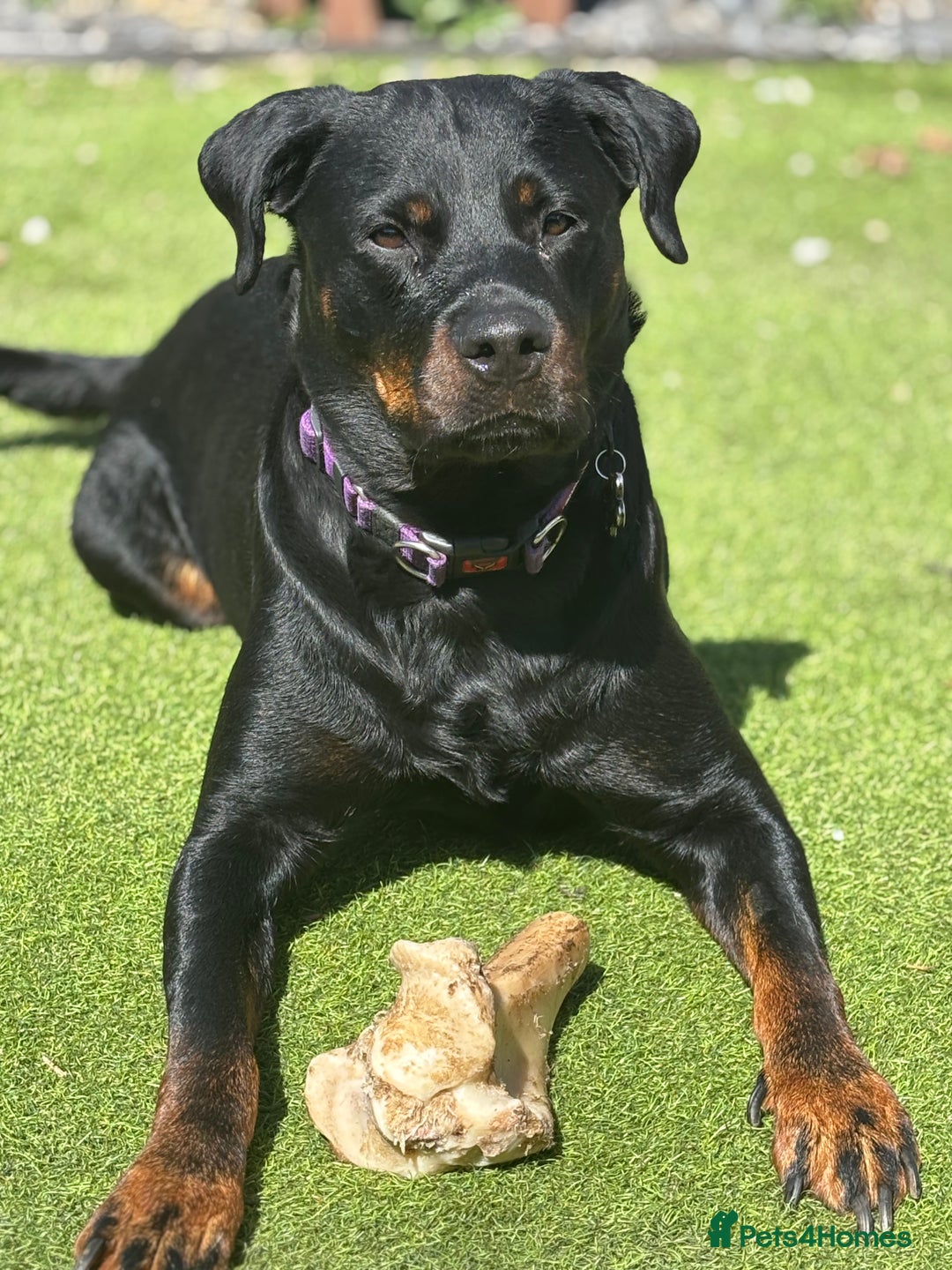 Rottweiler dogs for sale: Beautiful Purebred Rottweiler Puppy - Image 12