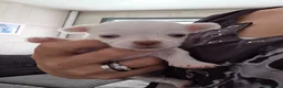 Mixed Breed dogs for sale: 2 beautiful boys in Doncaster - Advert 8