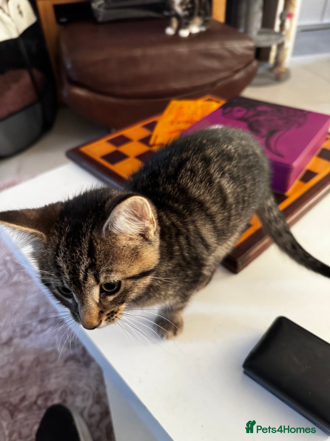 Mixed Breed cats for sale: Male tabby kitten  - Advert 8