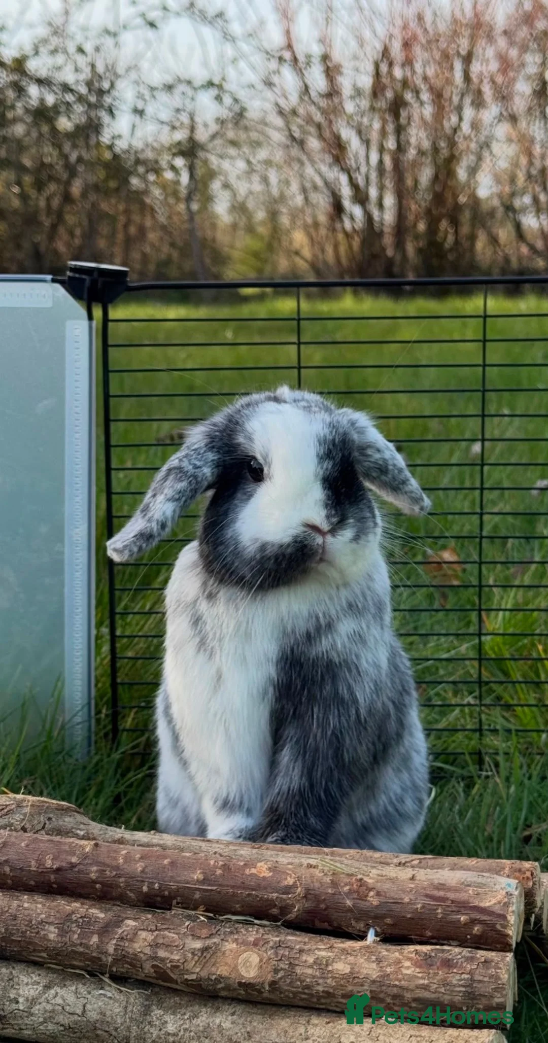 Dwarf Lop rabbits for sale: 3 Bonded Male Rabbits Need a Good Home - Advert 6