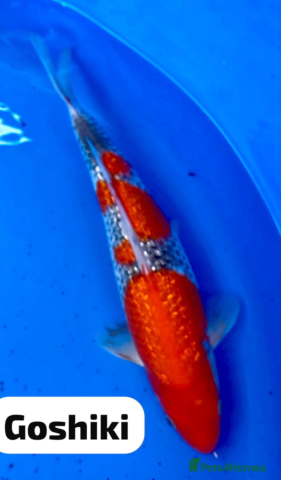 Koi Carp fish Hand selected high quality Japanese Koi - Advert 15