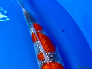 Koi Carp fish Hand selected high quality Japanese Koi - Advert 15