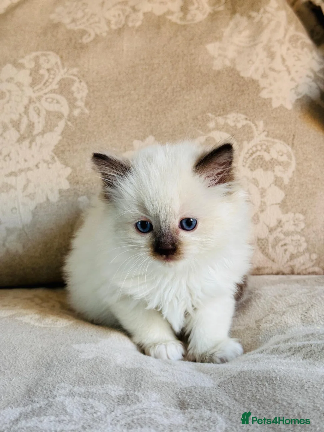Ragdoll cats for sale: Ragdoll kittens  - Advert 2