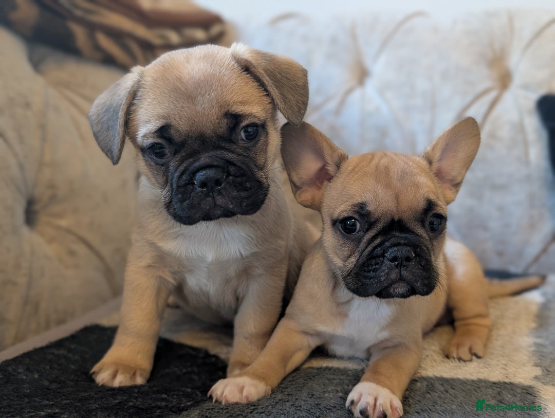 French Bulldog dogs for sale: French bulldog puppy's ready to go! - Advert 14