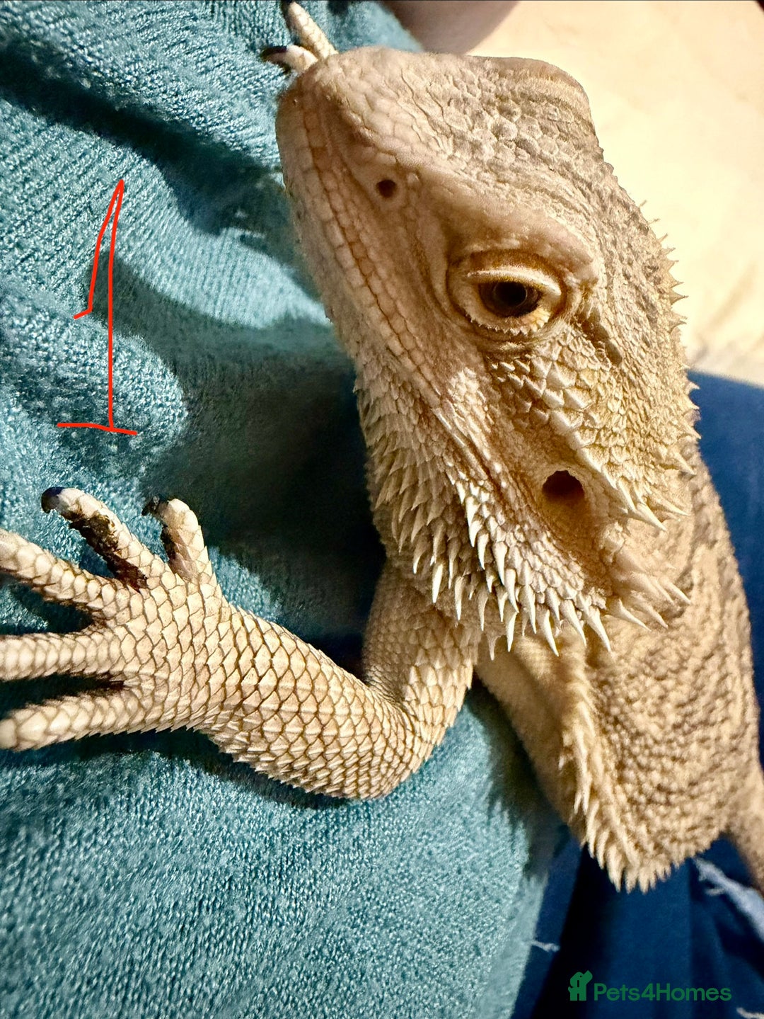 Bearded Dragon reptiles for sale: 3 x Juvenile bearded dragons  - Advert 2