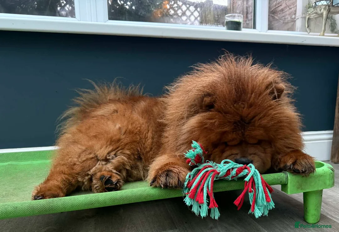 Chow Chow dogs for sale: Stunning Kc puppies  - Advert 5