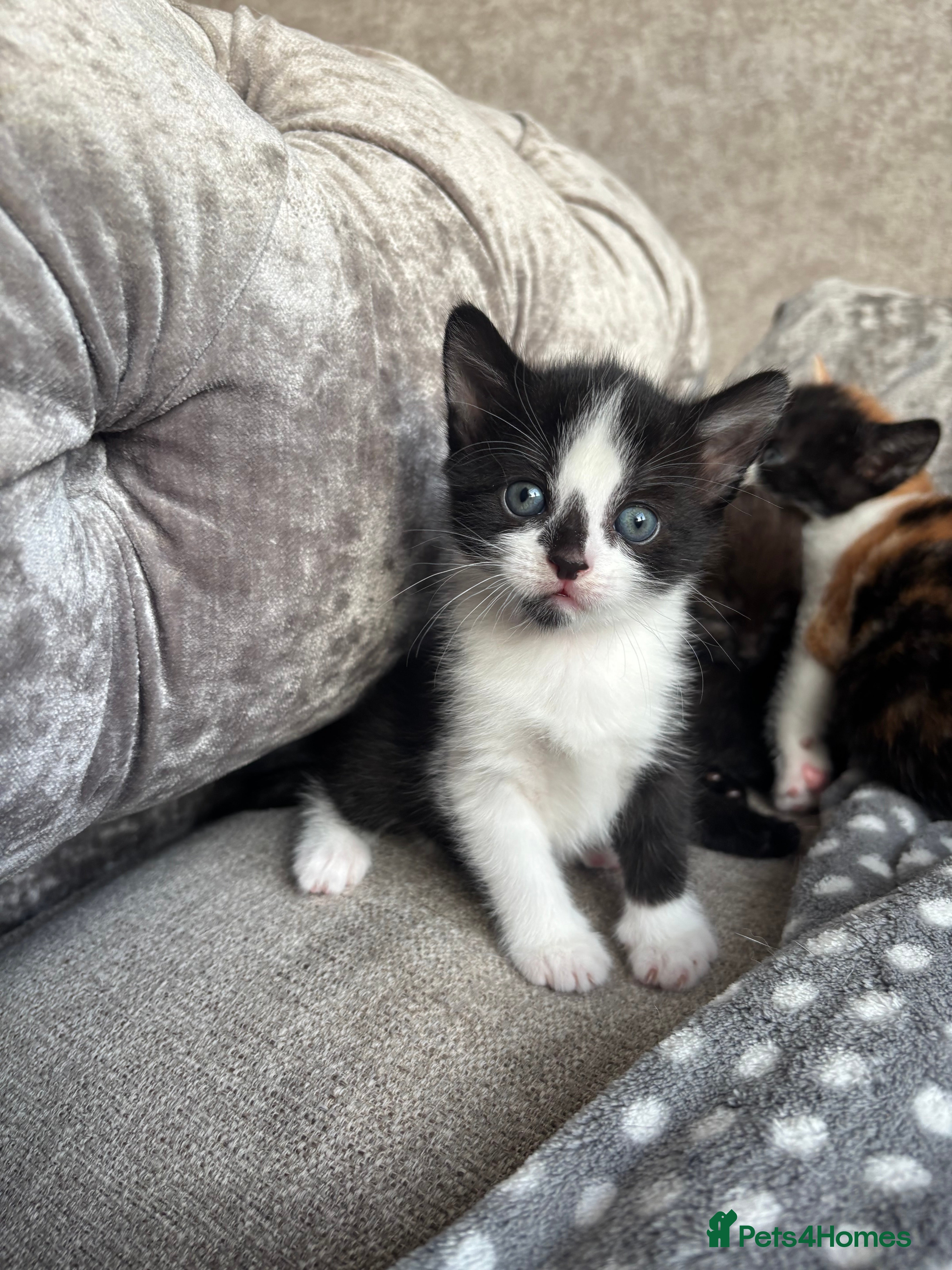 Mixed Breed cats 1 Gorgeous Kittens - Advert 13