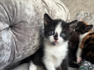 Mixed Breed cats 1 Gorgeous Kittens - Advert 13