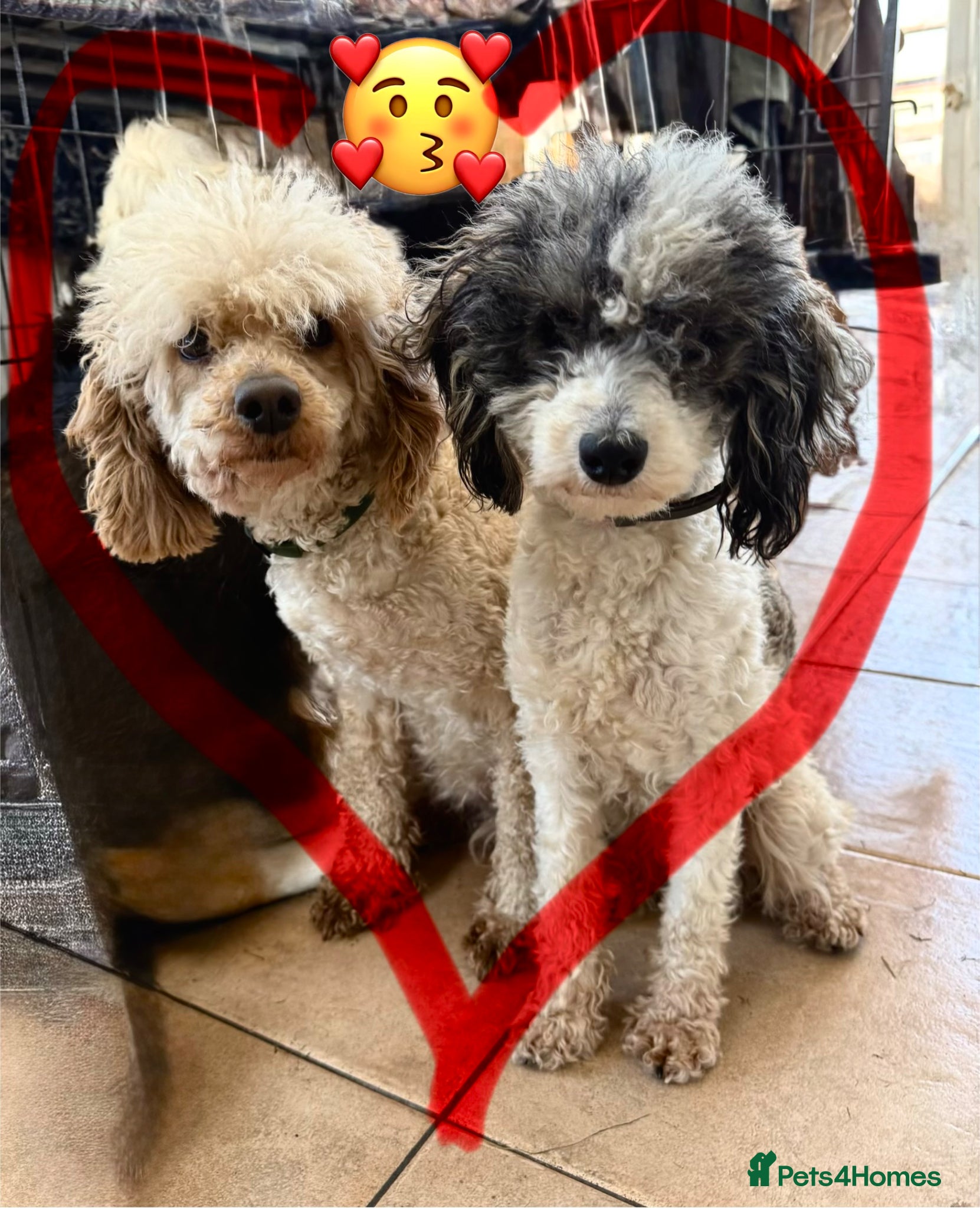 Mixed Breed dogs Adorable Small Miniature x Toy Poodle Puppies - Advert 11