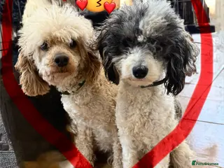 Mixed Breed dogs Adorable Small Miniature x Toy Poodle Puppies - Advert 11