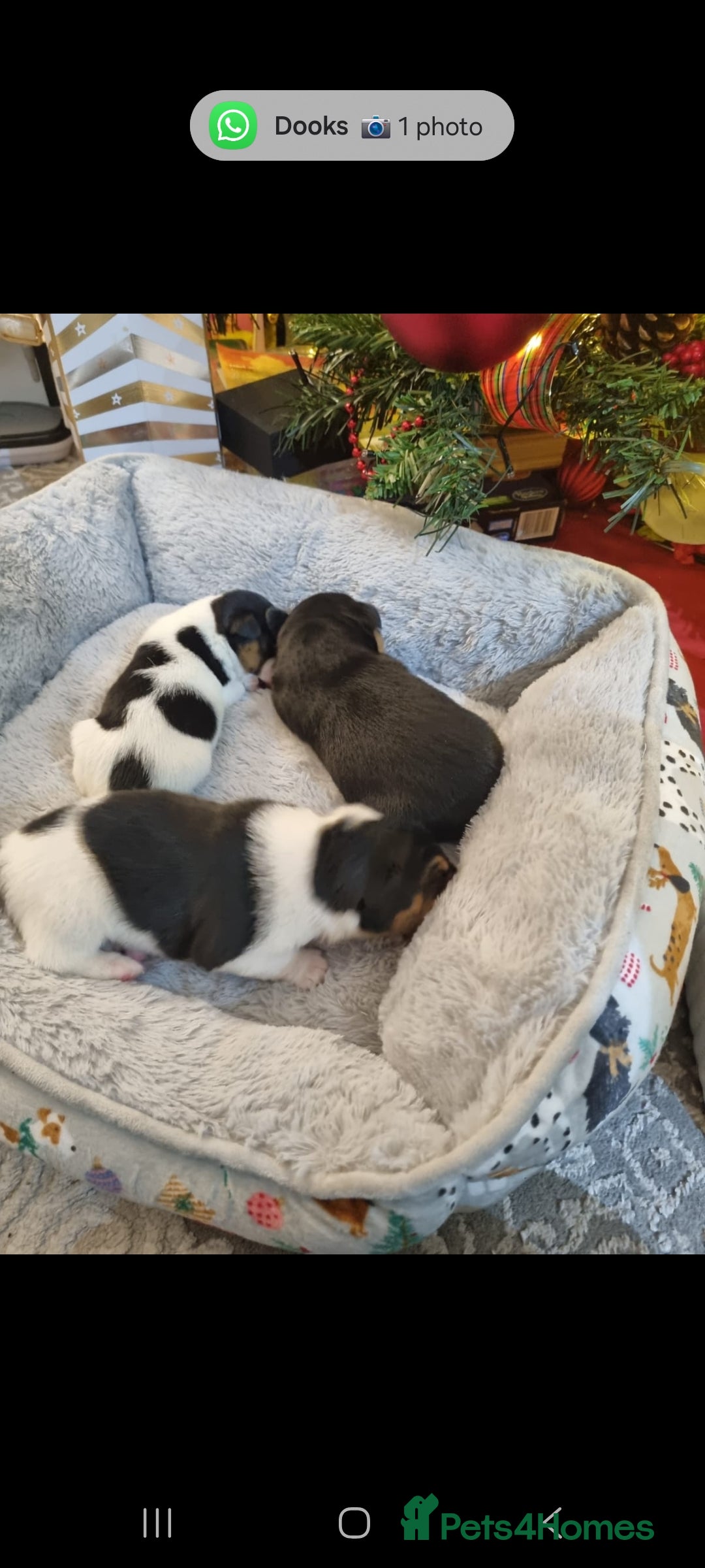 Jack Russell dogs for sale: Jack Russell Pups - Advert 3