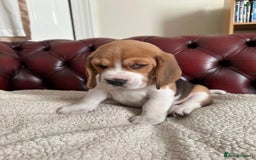Beagle dogs for sale: Beagle Puppies - Image 20