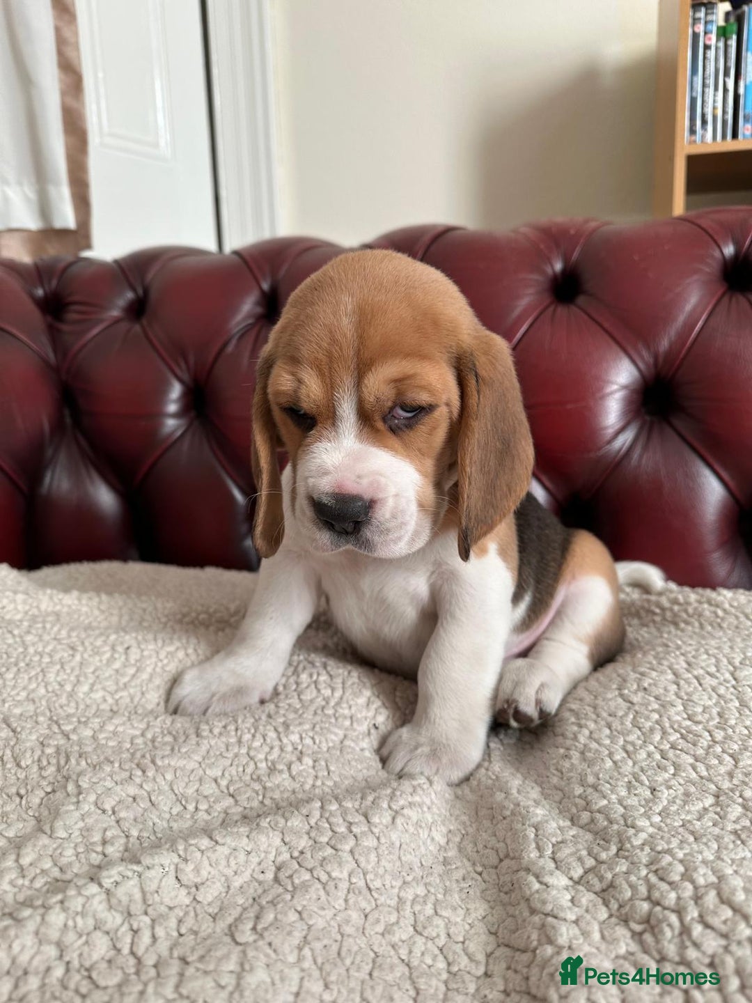 Beagle dogs for sale: Beagle Puppies - Image 20