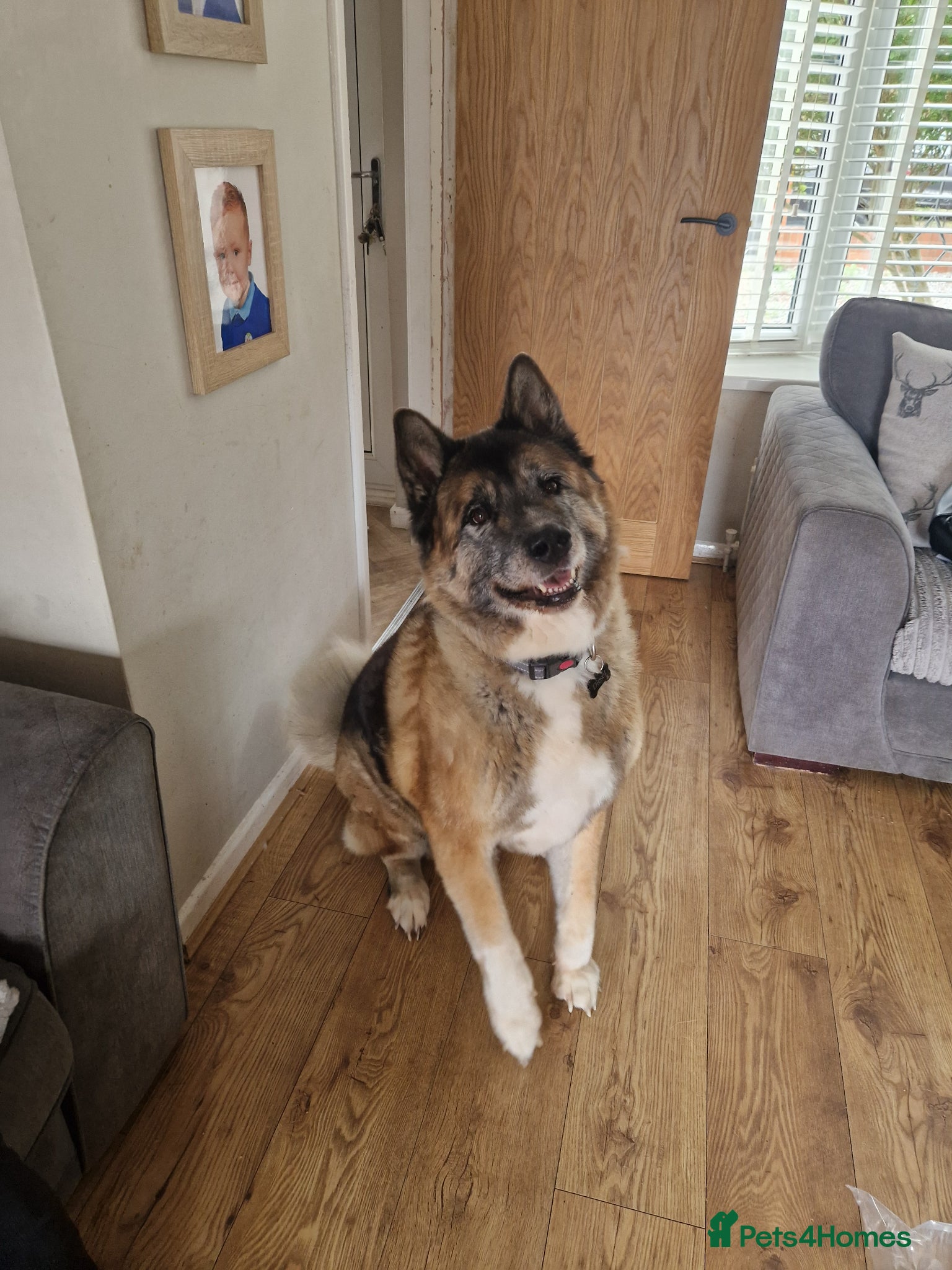 Mixed Breed dogs Akita/German shepard cross (Diesel) - Advert 1