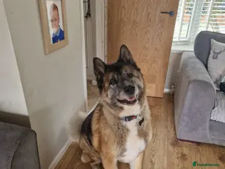 Mixed Breed dogs Akita/German shepard cross (Diesel) - Advert 1