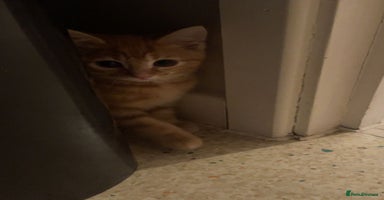 British Shorthair cats Beautiful bsh kittens - Advert 3