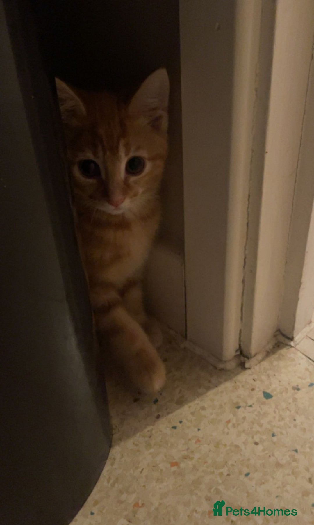 British Shorthair cats for sale: Beautiful bsh kittens - Advert 3