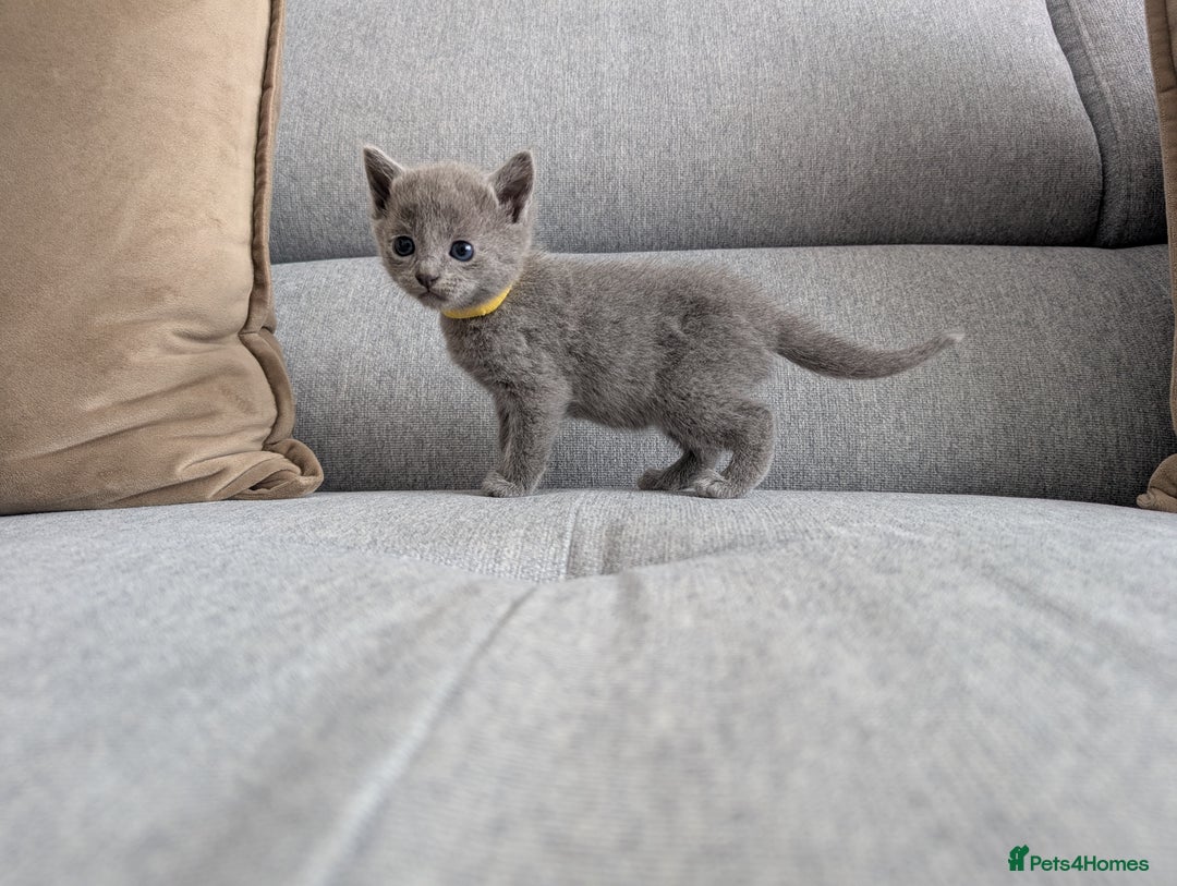 Russian Blue cats for sale: Russian blue babies looking for FOREVER homes - Image 30
