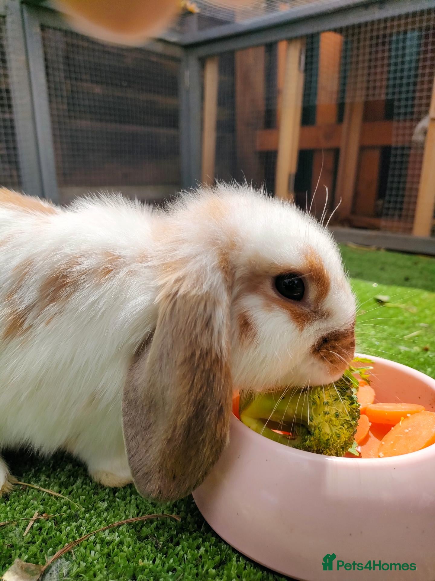 Mixed Breed rabbits for sale: Two beautiful rabbits  - Advert 14