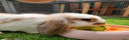 Mixed Breed rabbits for sale: Two beautiful rabbits  - Advert 1
