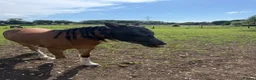 Irish Cob horses for sale: Buddy  in Winchester - Advert 5