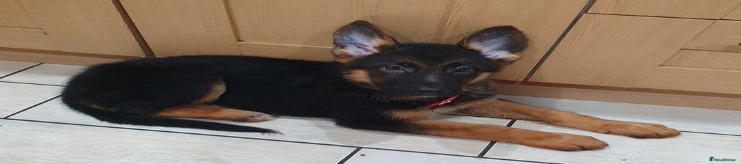 German Shepherd Puppy 1