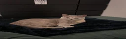 British Shorthair cats for sale: Unique British Shorthair Kittens 🐈✨ - Advert 6