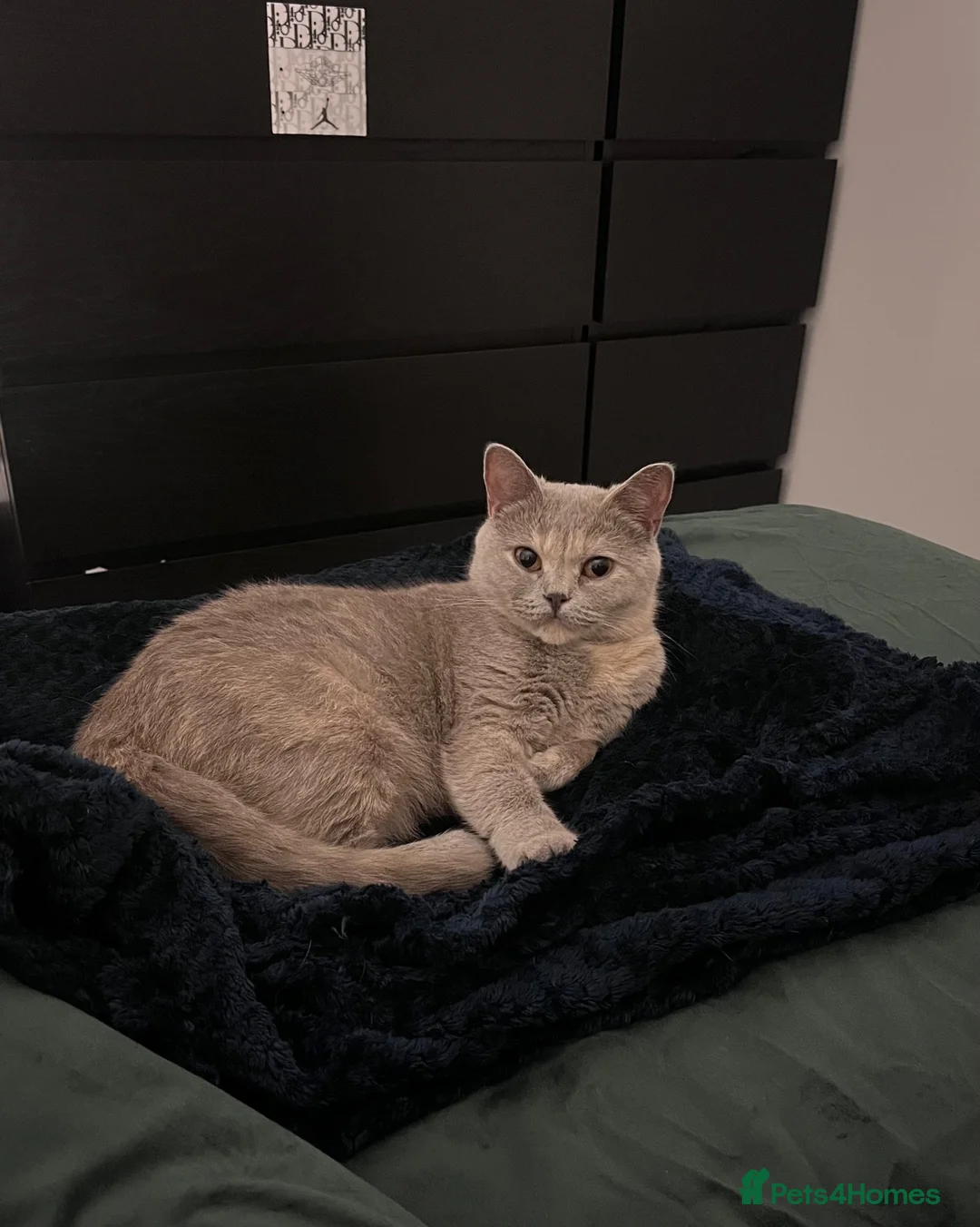 British Shorthair cats for sale: Unique British Shorthair Kittens 🐈✨ - Advert 6