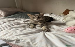 British Shorthair cats for sale: 4 beautiful kittens - Image 18